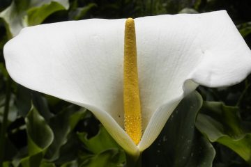 Mes fleurs de lys calla ne fleurissent pas.