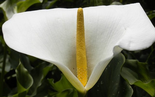 Mes fleurs de lys calla ne fleurissent pas.