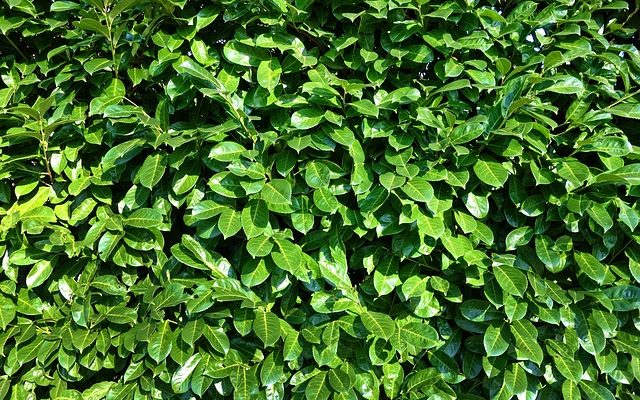 Plantes de haies tolérantes à l'ombre