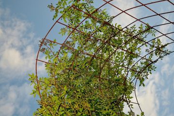 Plantes grimpantes pour treillis