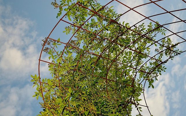 Plantes grimpantes pour treillis