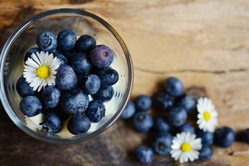 Quand est la saison de la cueillette des bleuets ?