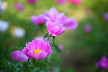 Quand planter une pivoine