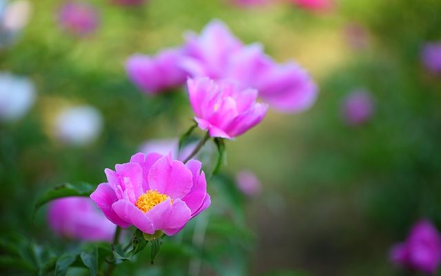 Quand planter une pivoine