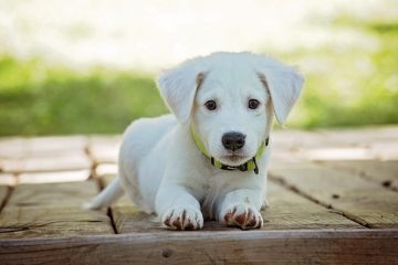 Que dois-je faire si le chiot de mon chien est mort ?