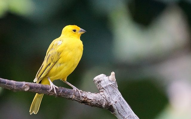 Quels sont les avantages du thé au safran jaune ?