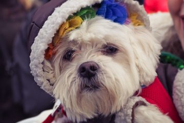 Recette de traitement pour chien à faible teneur en gras