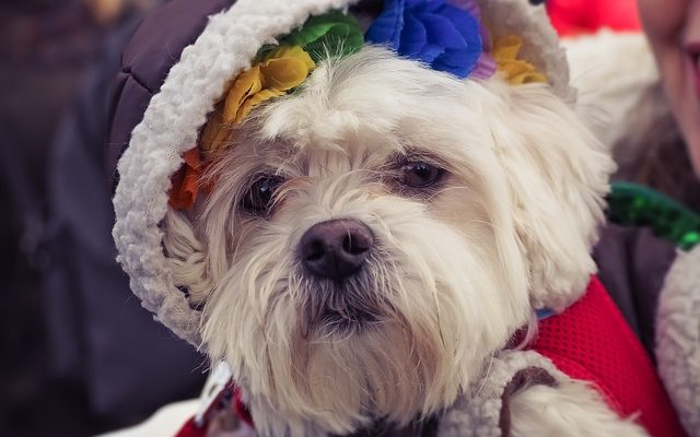 Recette de traitement pour chien à faible teneur en gras