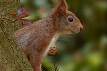 Signes et symptômes de la rage chez les écureuils
