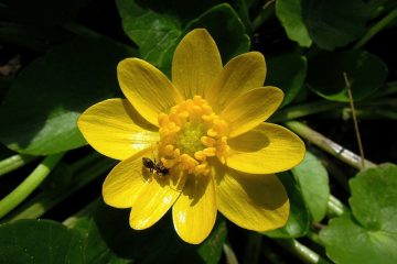 Soins de la variole de Ranunculus