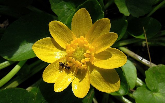 Soins de la variole de Ranunculus