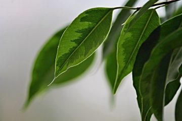 Un arbre Ficus peut-il survivre à l'extérieur ?