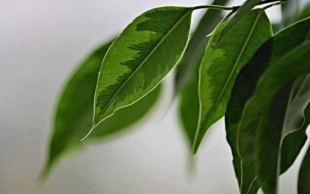 Un arbre Ficus peut-il survivre à l'extérieur ?