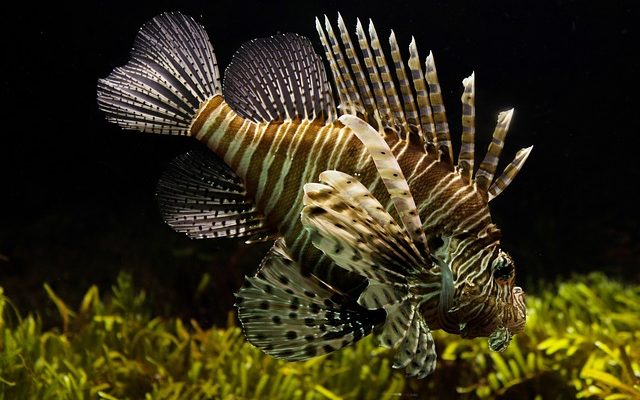 Comment ajouter du sel à l'aquarium de poissons rouges