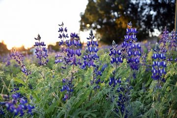 Comment cultiver les haricots Lupini