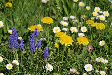 Comment diviser les plants de fraisiers