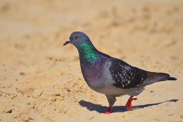 Comment enlever le sable de votre œil