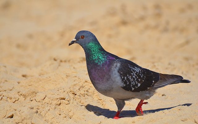 Comment enlever le sable de votre œil