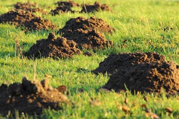 Comment estomper les grains de beauté de la peau