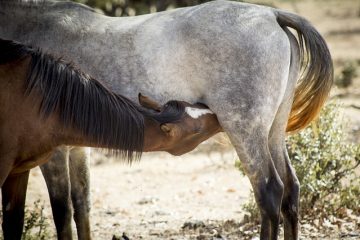 Comment fabriquer un câble série RS232