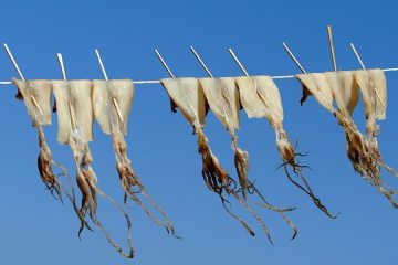 Comment faire pousser un pêcher à partir d'un noyau de pêche.