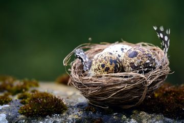Comment incuber un œuf d'oiseau d'amour