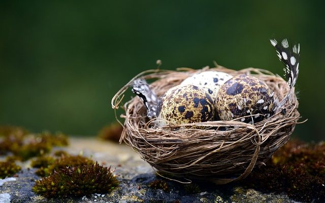 Comment incuber un œuf d'oiseau d'amour