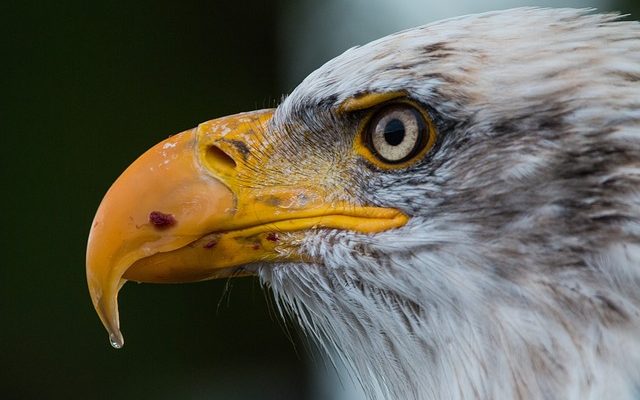 Comment peindre des armoires en stratifié blanc