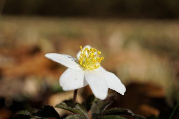 Comment prendre soin des broméliacées Vriesea