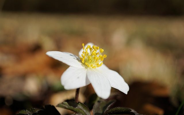 Comment prendre soin des broméliacées Vriesea