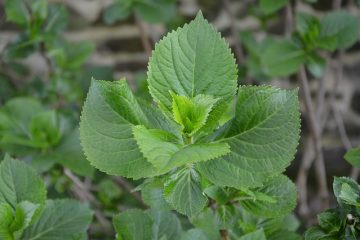 Comment prendre soin d'un hortensia en pot