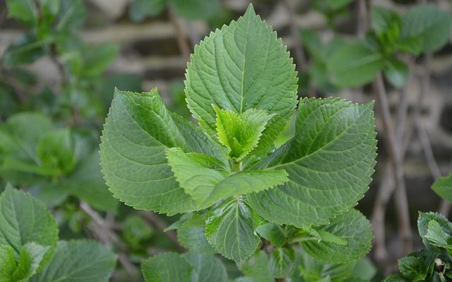 Comment prendre soin d'un hortensia en pot