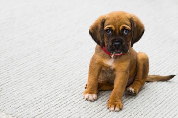 Comment prévenir la perte de cheveux à partir d'un collier pour chien