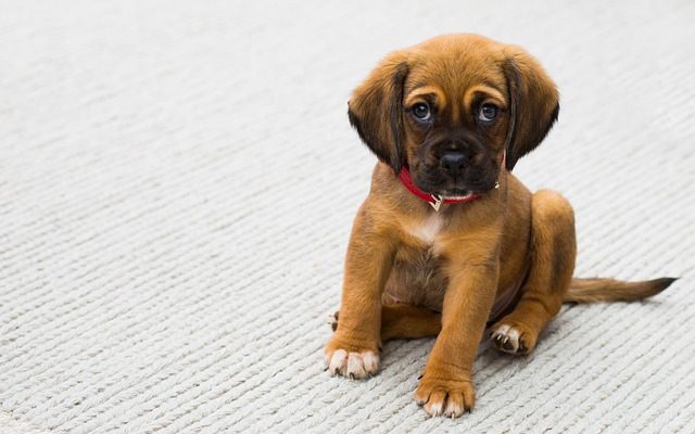 Comment prévenir la perte de cheveux à partir d'un collier pour chien