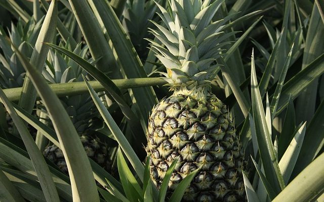 Comment savoir quand l'ananas est mauvais