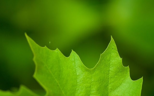 Comment se débarrasser des veines d'araignée sur les joues