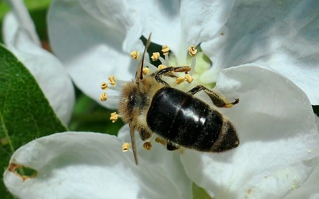 Comment se débarrasser d'un nid d'abeilles sous le revêtement d'une maison ?