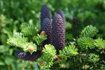 Comment tuer le lichen sur le bois