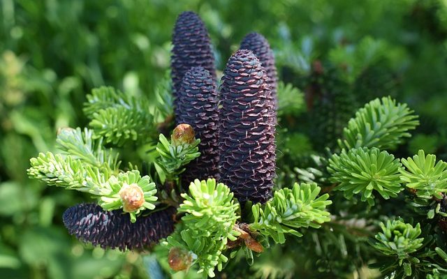 Comment tuer le lichen sur le bois