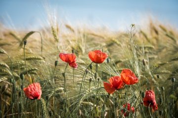 Différences entre les conifères et les plantes à fleurs