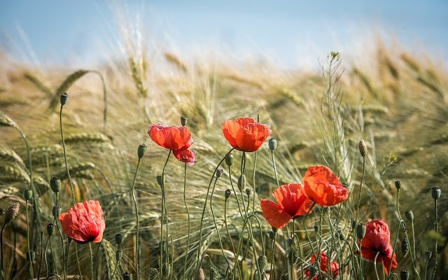 Différences entre les conifères et les plantes à fleurs