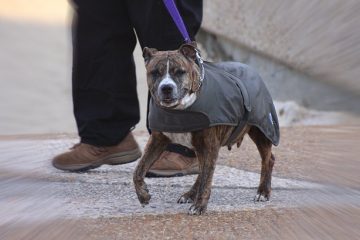 Idées de vêtements à thème Graisse des années 50