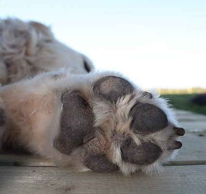 Infections des pattes de chien