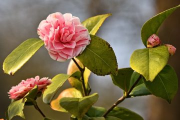 Les azalées fleurissent tout l'été ?