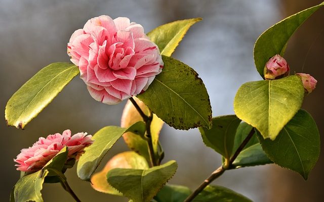 Les azalées fleurissent tout l'été ?