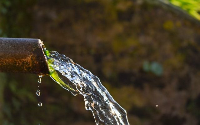 Les meilleures plantes variées pour cacher une clôture