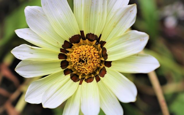 Milk Thistle, Dandelion Root Yellow Dock Side Effects