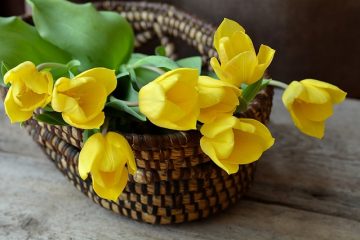 Plantes à mettre dans des paniers suspendus