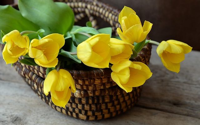 Plantes à mettre dans des paniers suspendus