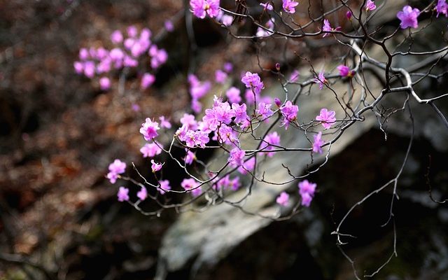 Plantes de forêt pluviale pour les enfants